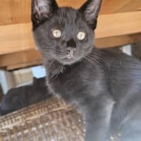 Photo of Wagga Meet Me@Petstock Keysborough 