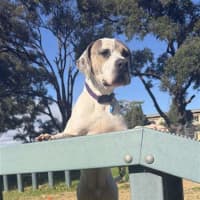 Photo of Snoop