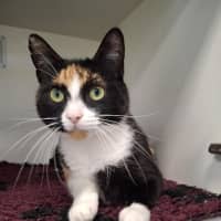 Photo of Tilly