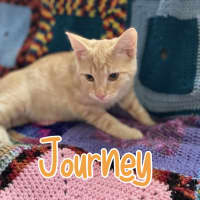 Photo of Journey 