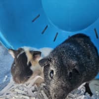 Photo of Penny