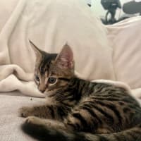 Photo of Pegi (Aka Tent Peg)