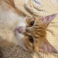 Photo of Mochi