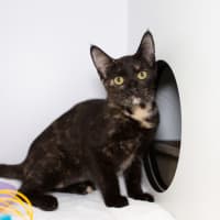 Photo of Jazz