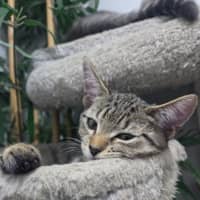 Photo of Mist   Ringworm Special $49