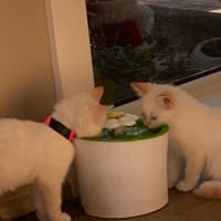 Photo of Dale Meet Me At Pet Stock Chelsea