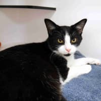Photo of Pugsley Suk014699 & Wednesday Suk014701