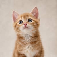 Photo of Gooby