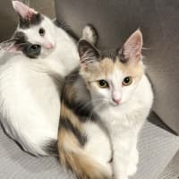 Photo of Maple & Misty 