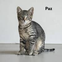 Photo of Paz