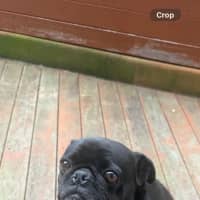 Photo of Sage 