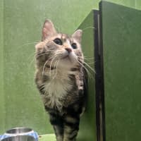 Photo of Milo