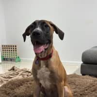 Photo of Whippy   5 Month Old Rhodesian Ridgeback X