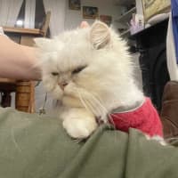 Photo of 🎩Darby🎩