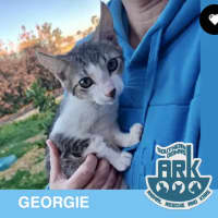 Photo of Georgie