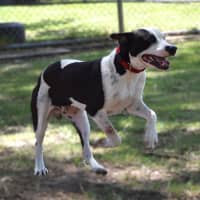 Photo of Snoopy