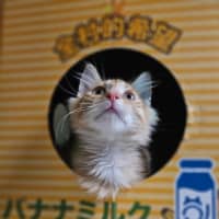 Photo of Ging