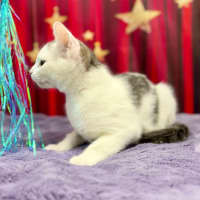 Photo of Bruce   Located In Blackburn North