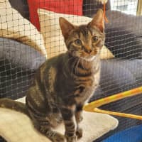 Photo of Ceasar ** 2nd Chance Cat Rescue**