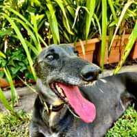 Photo of Meli, The Greyhound