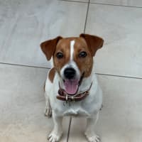 Photo of Buddy