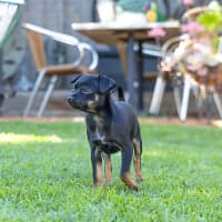 Photo of Rikki
