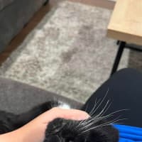Photo of Socks 