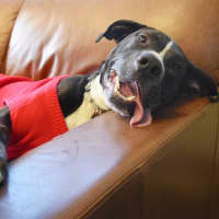 Photo of Sugar