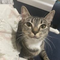 Photo of Harmony  Now At Pet Quarters Belmont