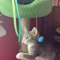 Photo of Hunter 