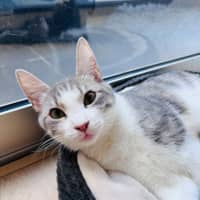 Photo of Pixie 🧚🏻 The Princess 👑 