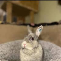 Photo of Lena & Dragonfruit