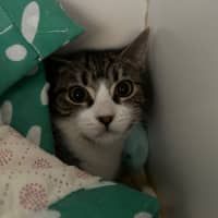 Photo of Cotton