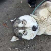 Photo of Nova