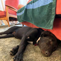 Photo of Bella