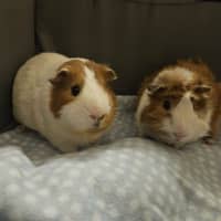 Photo of Milky & Lucky