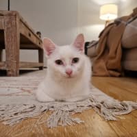 Photo of Spyke