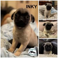 Photo of Inky 