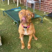 Photo of Ruby