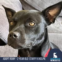 Photo of Remy   2 Year Old Staffy X Kelpie