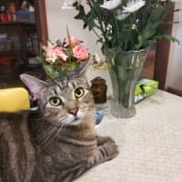 Photo of Cookie