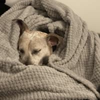 Photo of Sadie   2 Year Old Cattle Dog X