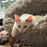 Photo of Ghost