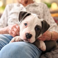 Photo of Dozer