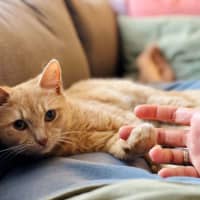 Photo of Abigail   Located In Fairfield