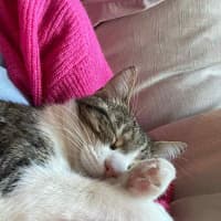 Photo of Zoe *9 Lives Project Rescue*