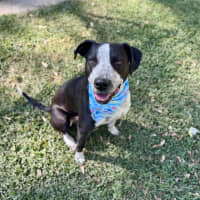 Photo of Freckles *$350 Adoption Fee* 