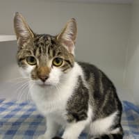 Photo of Jigsaw