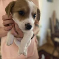 Photo of Fizzle