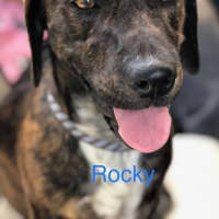 Photo of Rocky